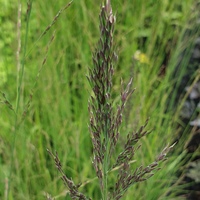 Molinia caerulea 'Transparent'